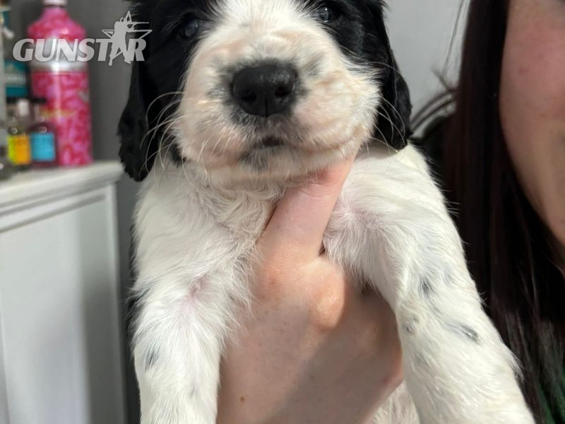 Springer Spaniel Puppies for sale. 1 boy 4 Girls ready early May. Both Parents can be seen as they are dogs. - {CATEGORY}