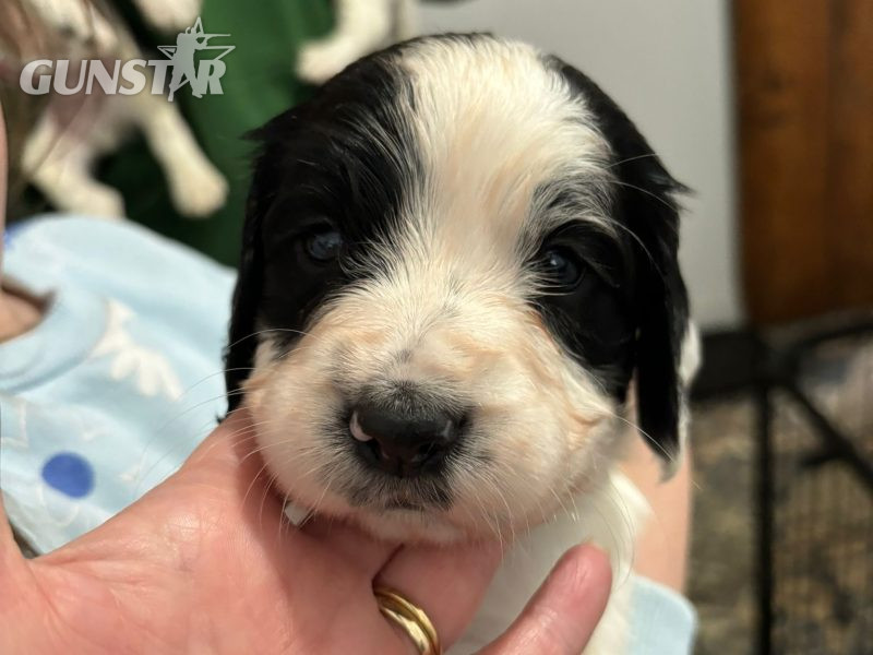 Springer Spaniel Puppies for sale. 1 boy 4 Girls ready early May. Both Parents can be seen as they are dogs. 