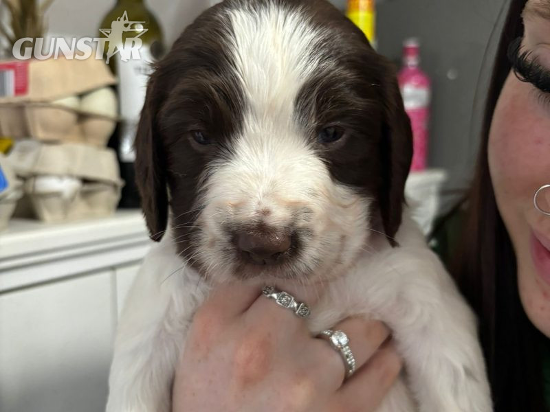  Springer Spaniel Puppies for sale. 1 boy 4 Girls ready early May. Both Parents can be seen as they are dogs.