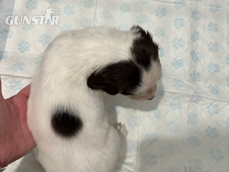 Springer Spaniel Puppies for sale. 1 boy 4 Girls ready early May. Both Parents can be seen as they are dogs. in 