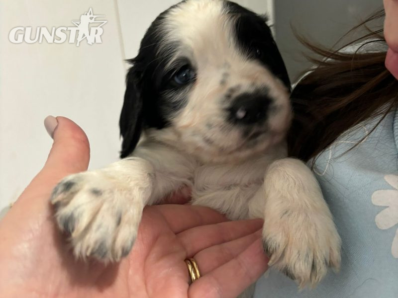 Springer Spaniel Puppies for sale. 1 boy 4 Girls ready early May. Both Parents can be seen as they are dogs.