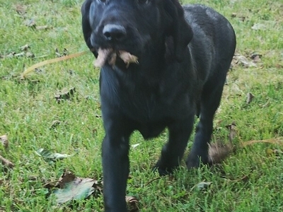Labrador Puppies