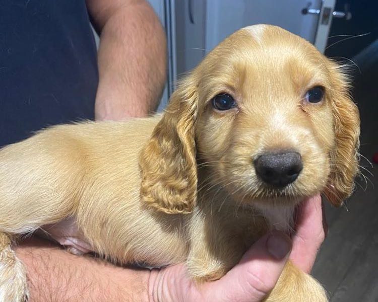 Working Cockers Spaniels for Sale £1,500 - {CATEGORY} in 