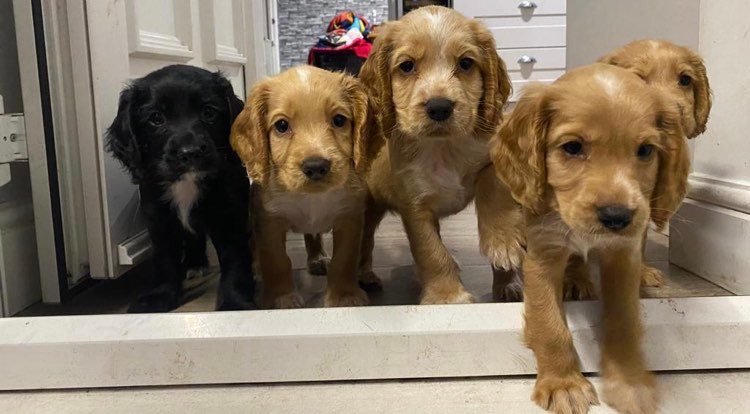 {CATEGORY} - Working Cockers Spaniels for Sale £1,500 in 