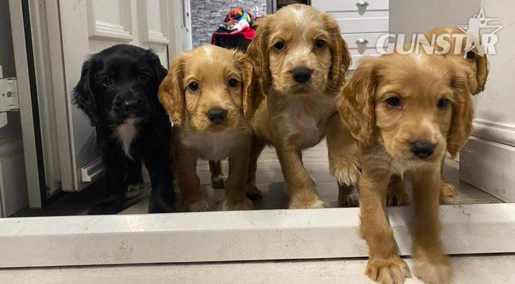 {CATEGORY} - Working Cockers Spaniels for Sale £1,500 in 