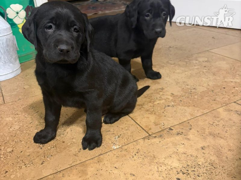 Kc labrador in 