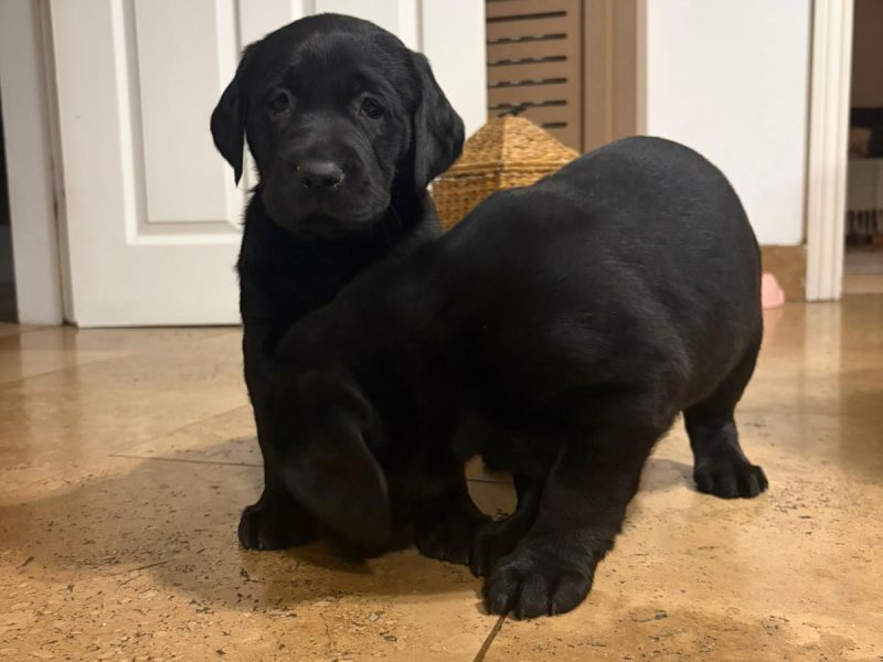Kc labrador