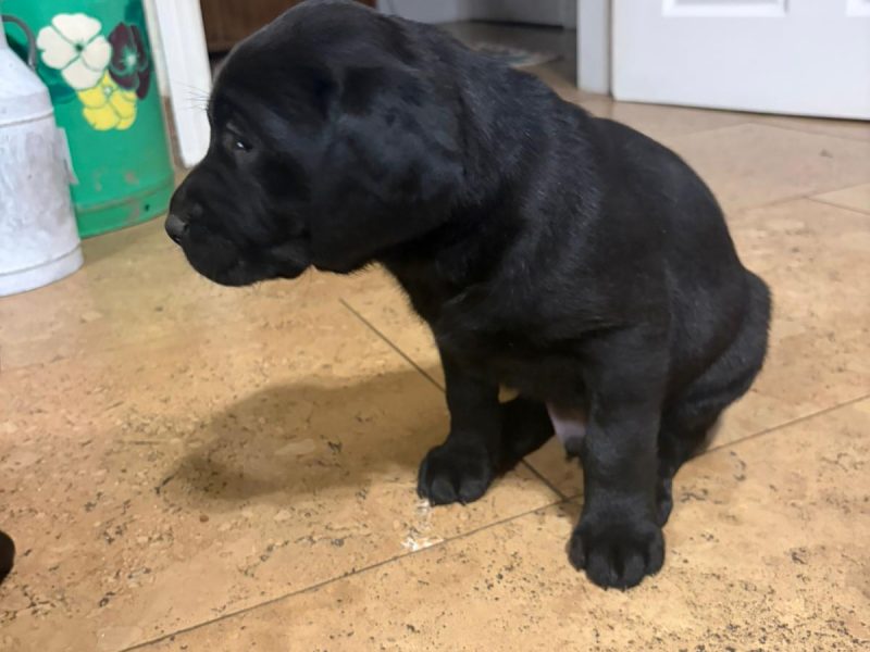  Kc labrador
