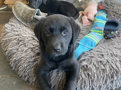 KC Reg Black Lab Puppy