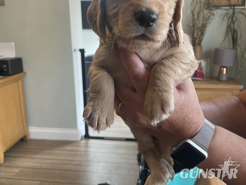 KC Registered Working Cocker Pups (ALL SOLD) in 