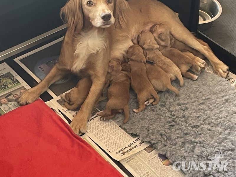KC Registered Working Cocker Pups (ALL SOLD) 