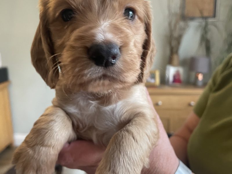 KC Registered Working Cocker Pups (ALL SOLD)