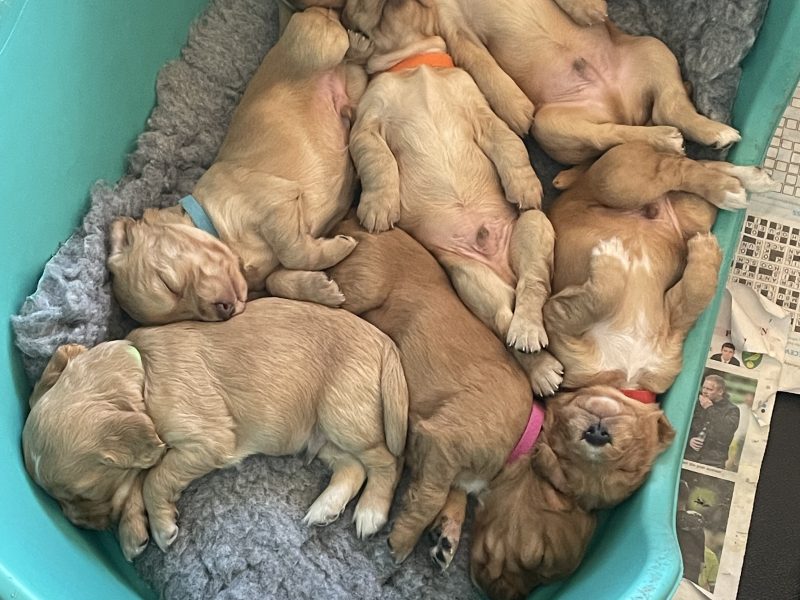 KC Registered Working Cocker Pups (ALL SOLD) - {CATEGORY} in 