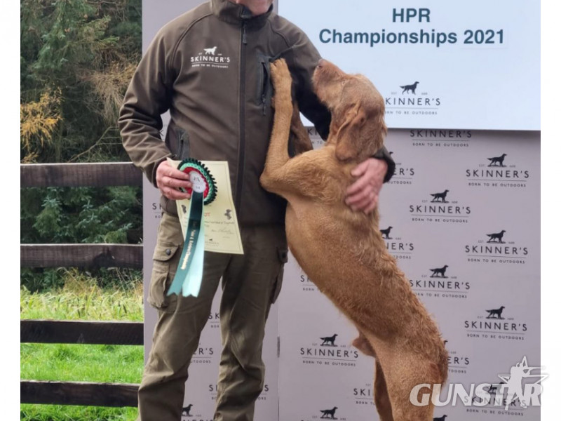 Hungarian Wirehair Vizsla puppies - {CATEGORY} in 