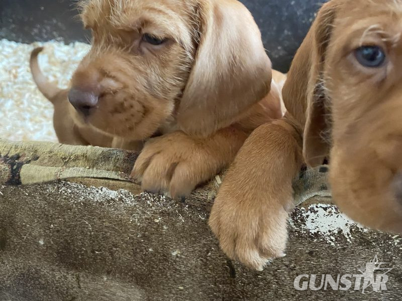 Hungarian Wirehair Vizsla puppies in 