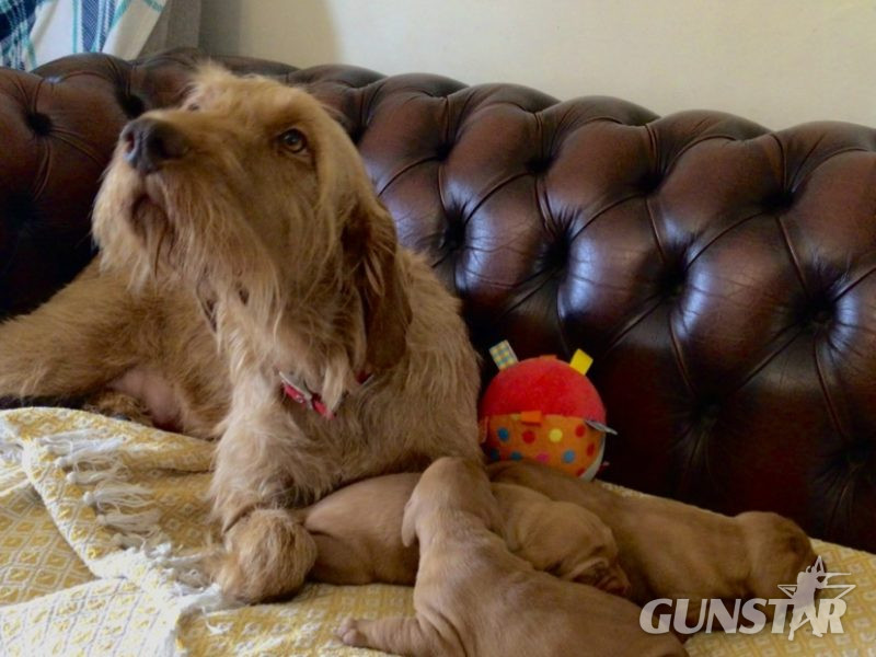  Hungarian Wirehair Vizsla puppies