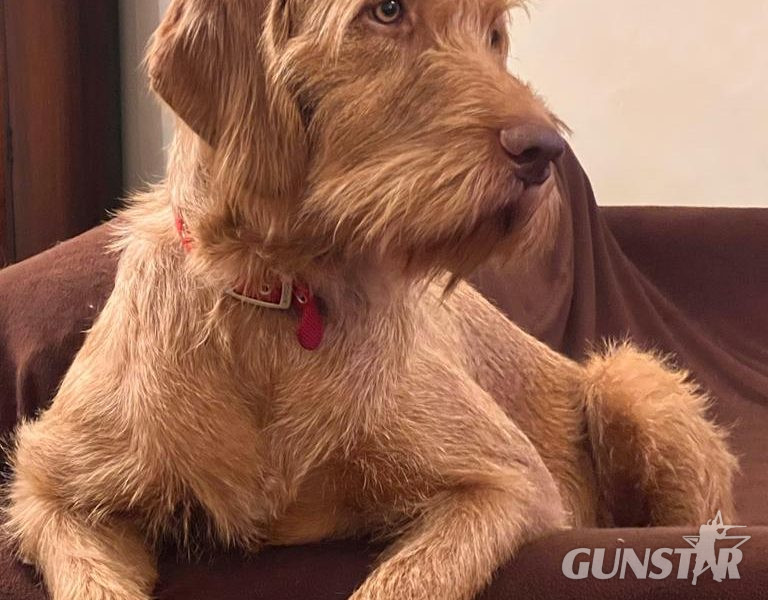 Hungarian Wirehair Vizsla puppies - {CATEGORY}
