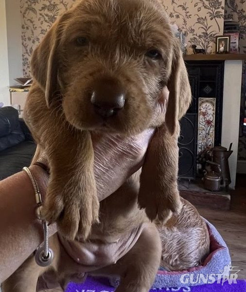 Hungarian Wirehair Vizsla puppies