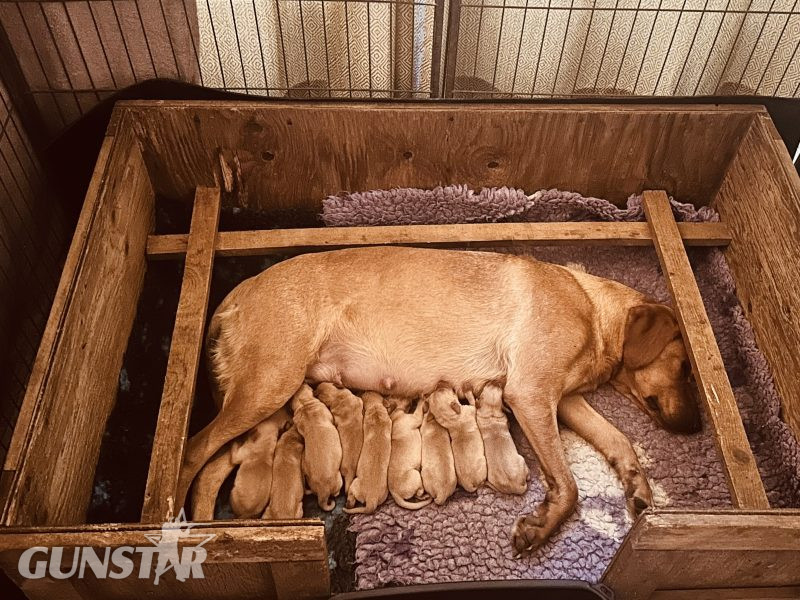 KC registered fox red Labradors 