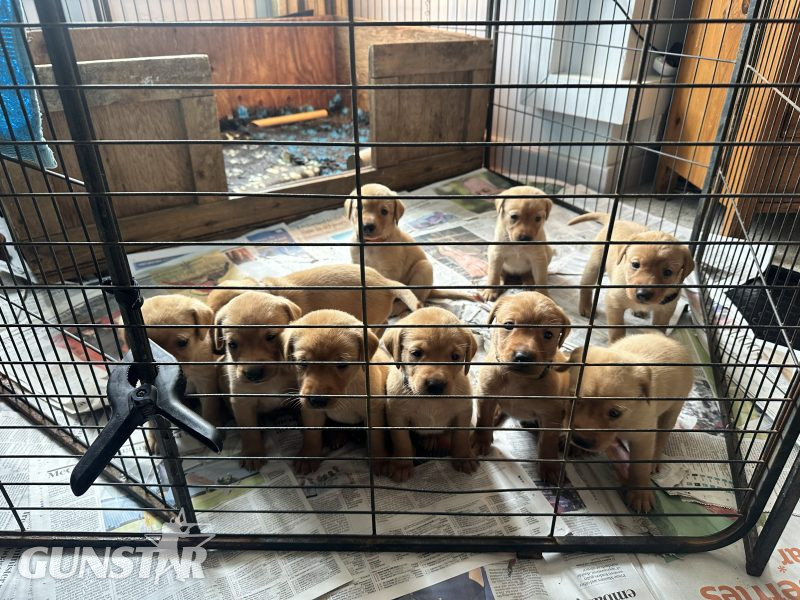 KC registered fox red Labradors