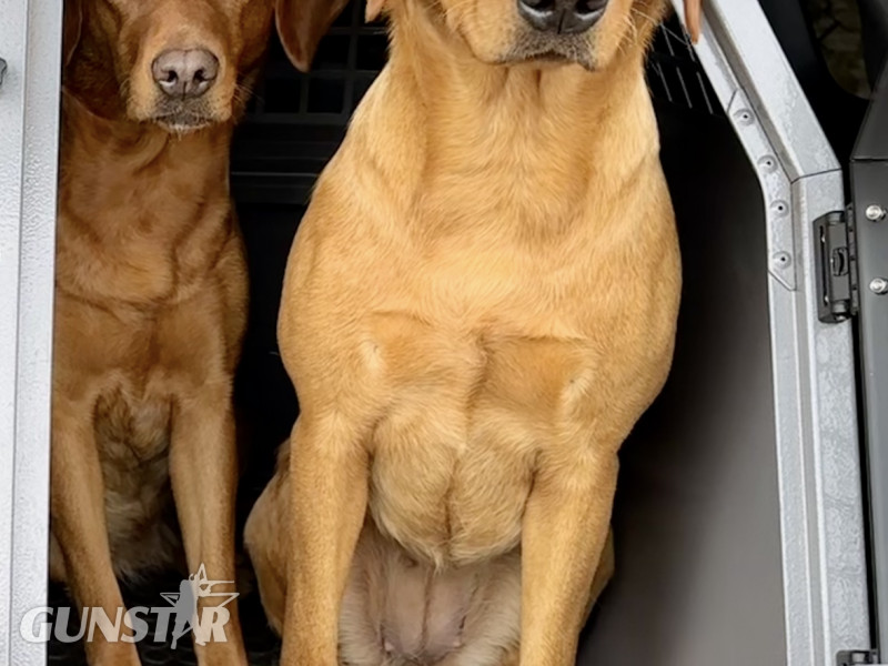{CATEGORY} - KC registered fox red Labradors in 