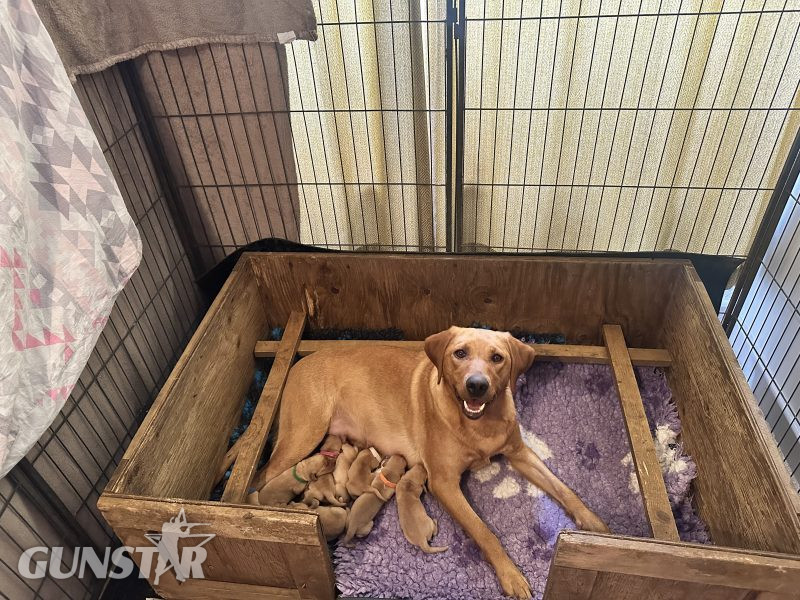 KC registered fox red Labradors - {CATEGORY}