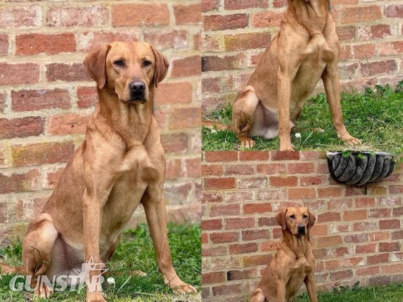 KC registered fox red Labradors in 