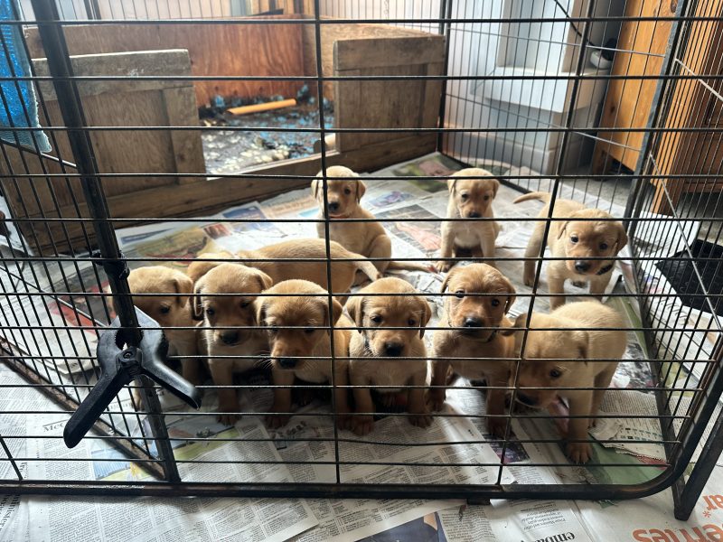 KC registered fox red Labradors