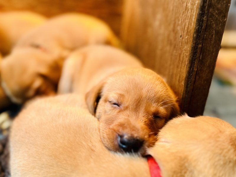 KC registered fox red Labradors - {CATEGORY} in 