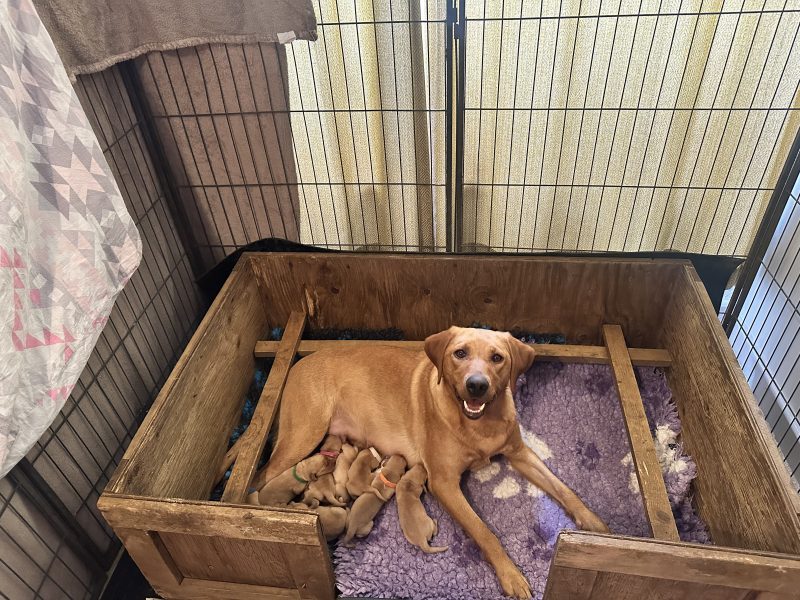 KC registered fox red Labradors - {CATEGORY}