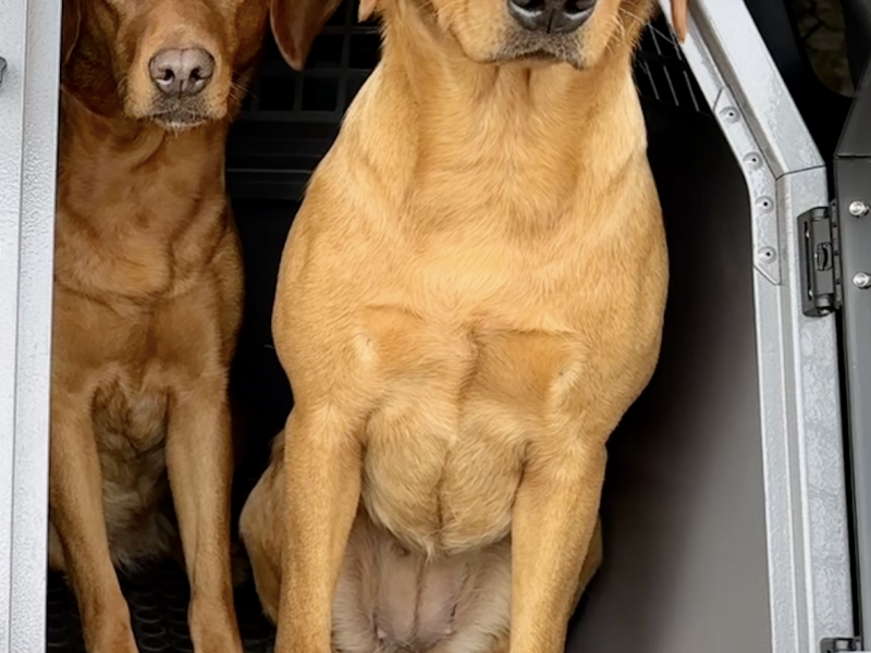 {CATEGORY} - KC registered fox red Labradors in 