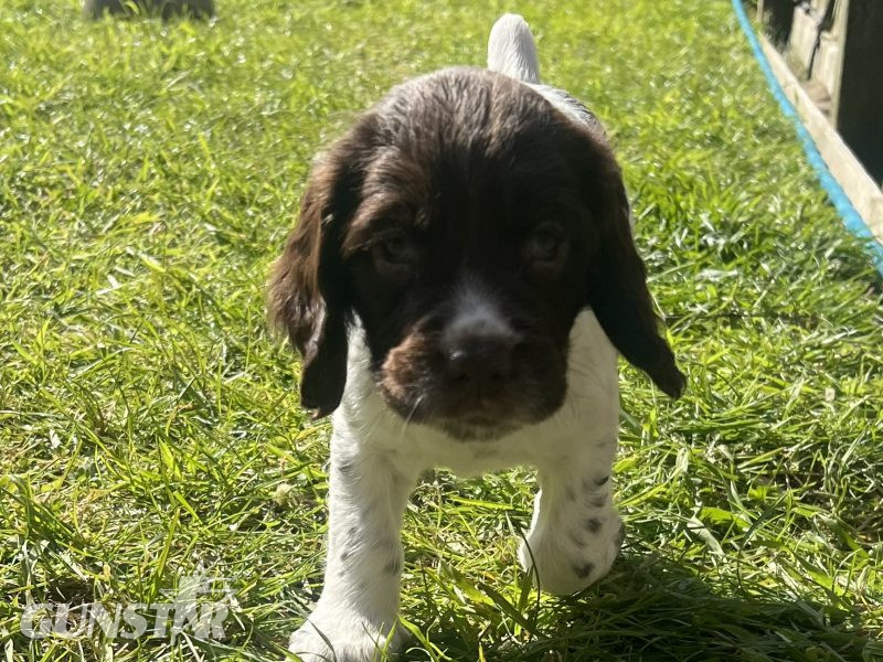 English Springer Spaniels Puppies - {CATEGORY}