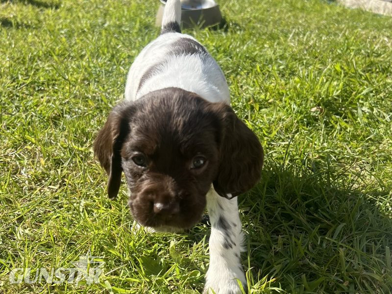 English Springer Spaniels Puppies 