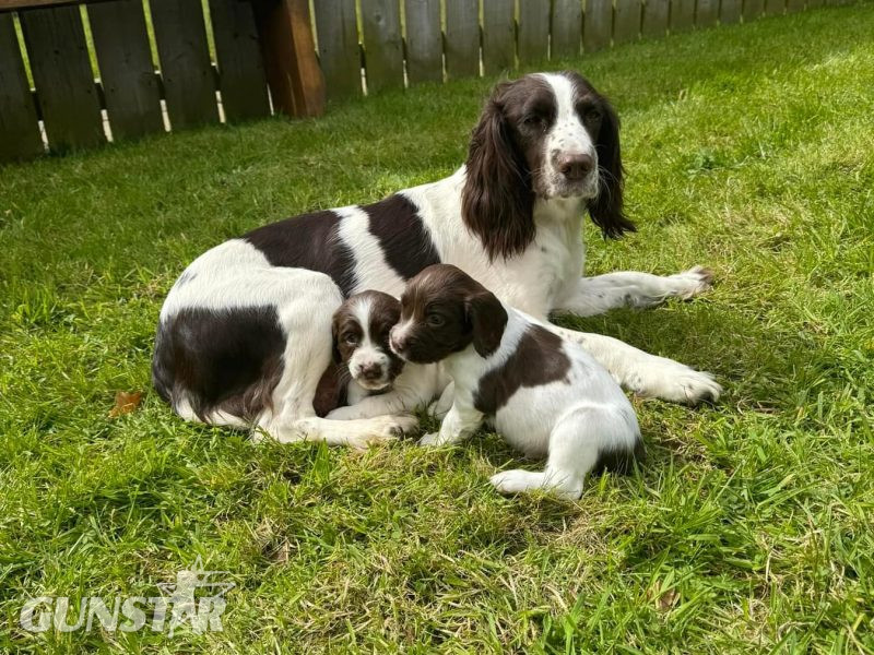  English Springer Spaniels Puppies