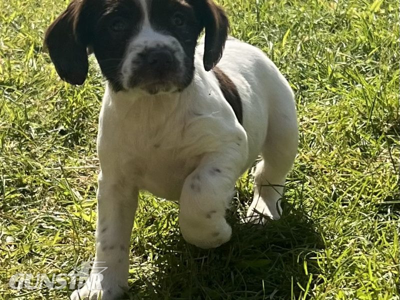 {CATEGORY} - English Springer Spaniels Puppies