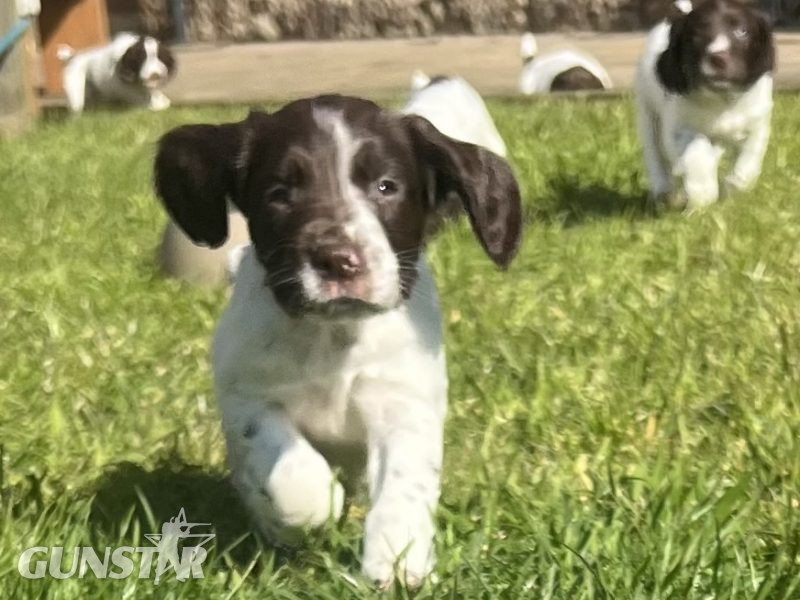 {CATEGORY} - English Springer Spaniels Puppies in 