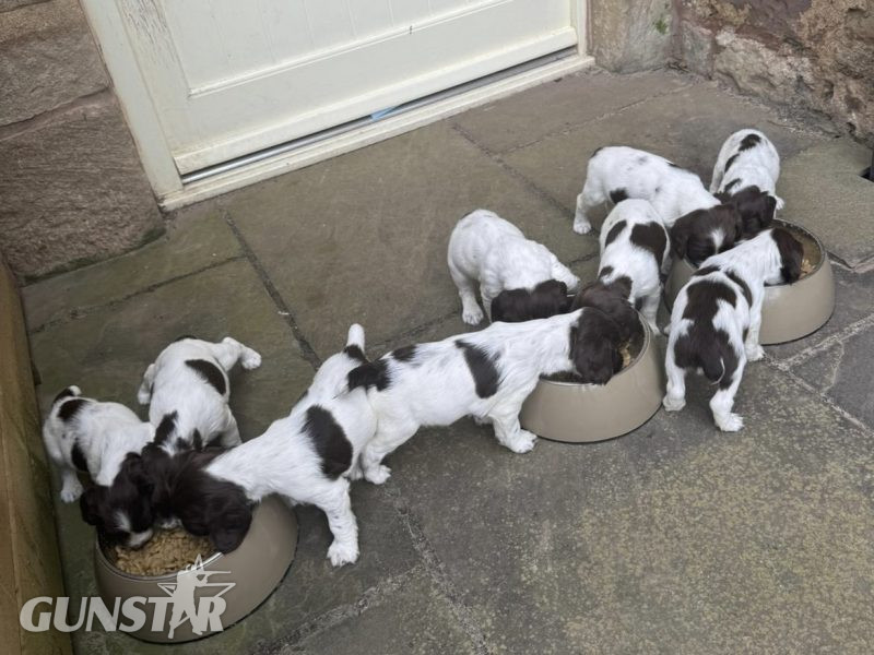 English Springer Spaniels Puppies - {CATEGORY} in 