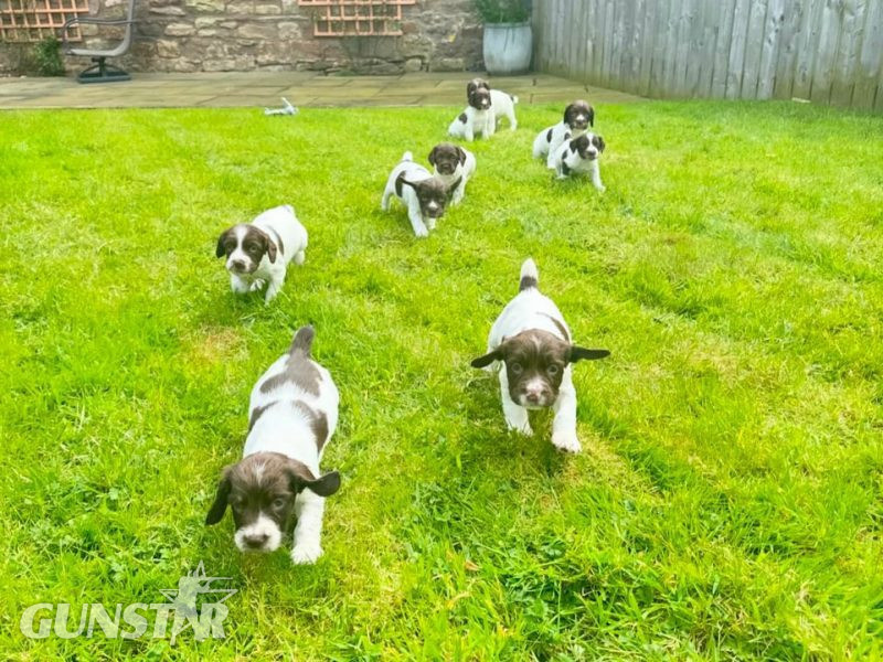 English Springer Spaniels Puppies in 