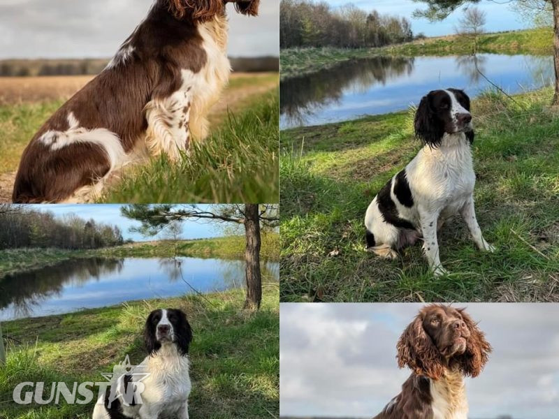 English Springer Spaniels Puppies