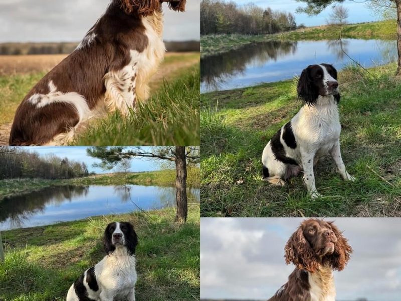 English Springer Spaniels Puppies