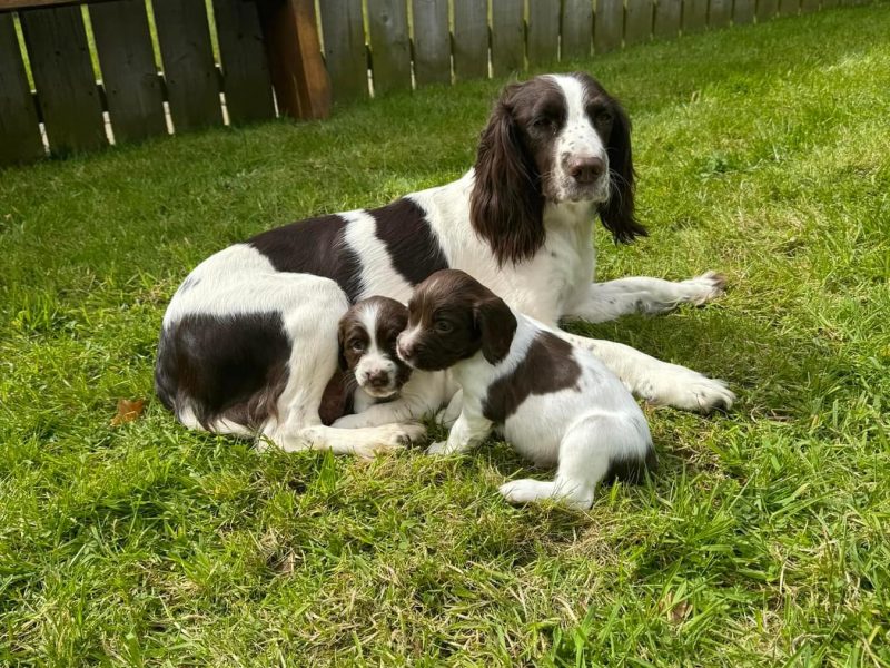  English Springer Spaniels Puppies