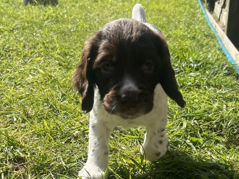 English Springer Spaniels Puppies - {CATEGORY}