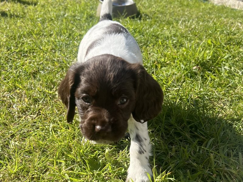 English Springer Spaniels Puppies 