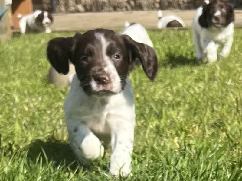 {CATEGORY} - English Springer Spaniels Puppies in 