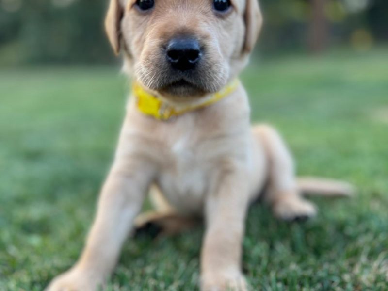 Two Labrador Bitches