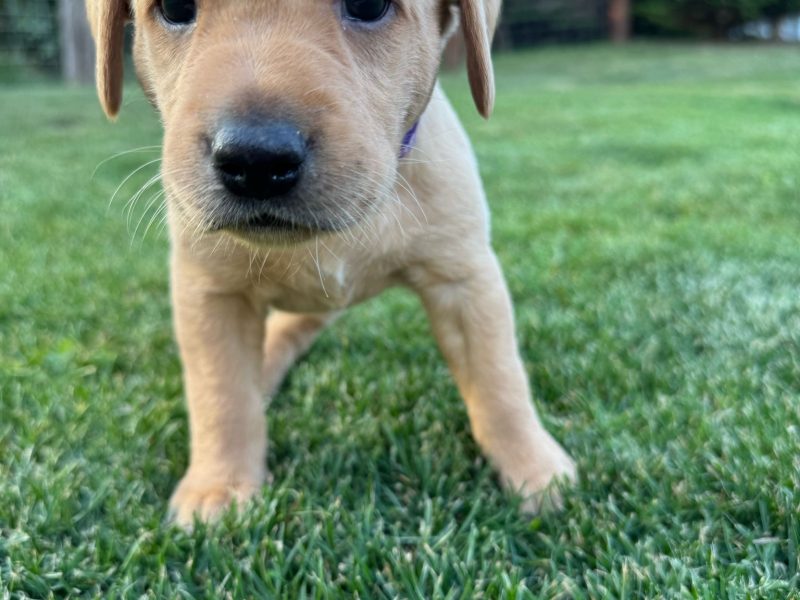 Two Labrador Bitches - {CATEGORY}