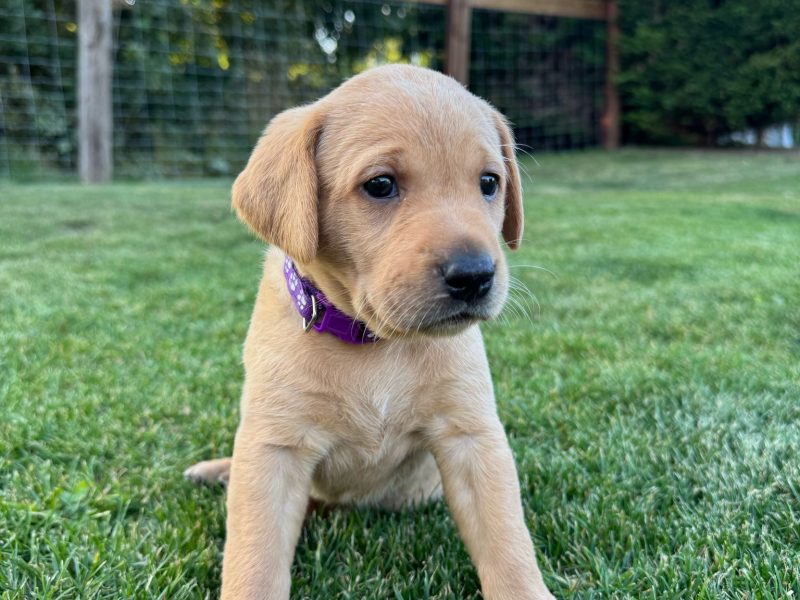 {CATEGORY} - Two Labrador Bitches in 