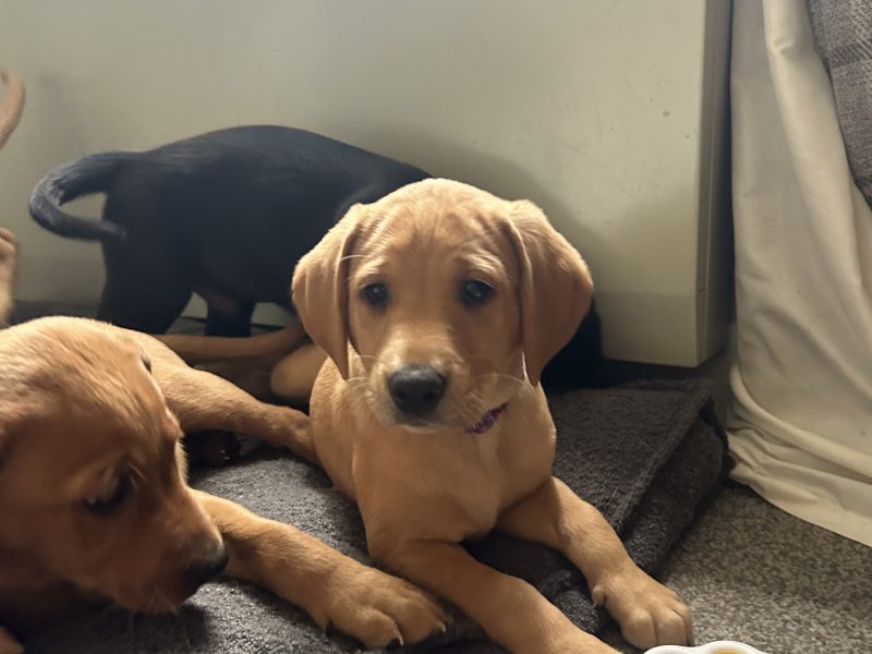 {CATEGORY} - Two Labrador Bitches