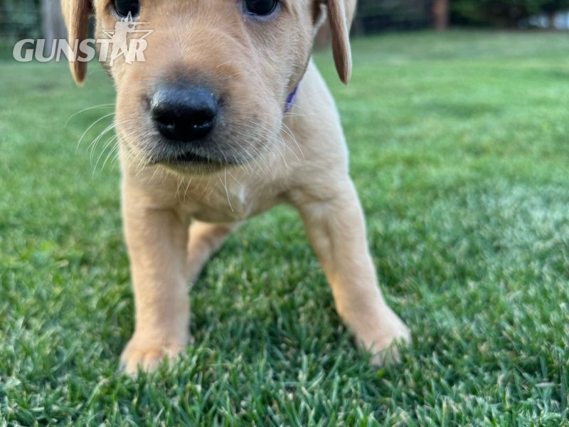 Two Labrador Bitches - {CATEGORY}