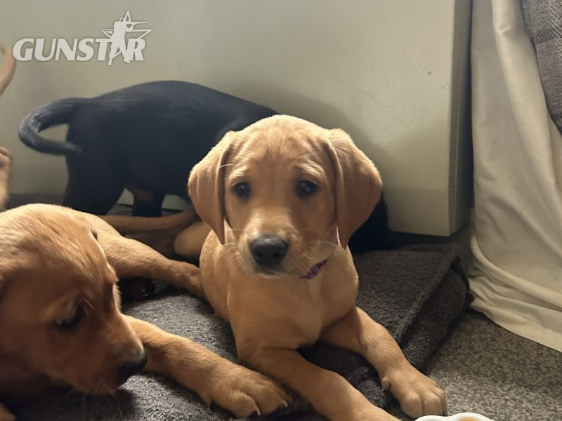 {CATEGORY} - Two Labrador Bitches